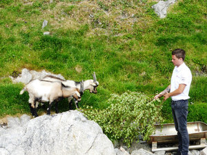 Lysefjord Cruise goat feeding (1)