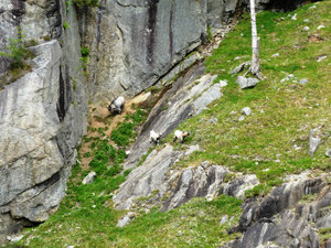 Lysefjord Cruise goat feeding (2)