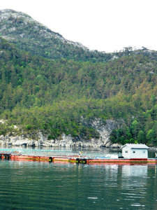 Lysefjord Cruise salmon farm (2)