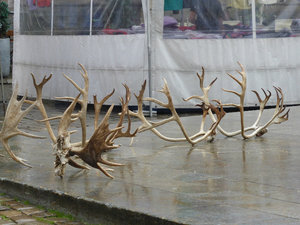 Reindeer antlers in Bergen Norway