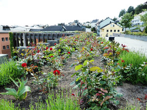Rose Garden on roof of Molde Town Hall  Norway (3)