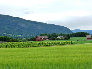 Drive from Notodden to Treungen apple orchards and grasses