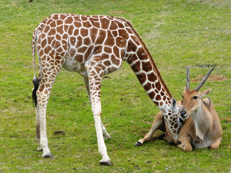 Kristiansand Zoo & Amusement Park - baby giraffe trying to suckle