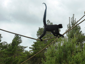 Kristiansand Zoo & Amusement Park - black headed spider monkeys (1)