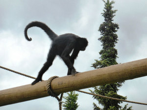 Kristiansand Zoo & Amusement Park - black headed spider monkeys (2)