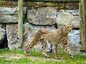 Kristiansand Zoo & Amusement Park - cheetah (8)