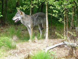 Kristiansand Zoo & Amusement Park - grey wolf (20)
