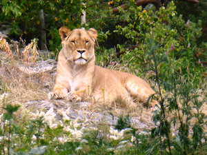 Kristiansand Zoo & Amusement Park - lions (2)