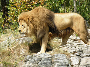 Kristiansand Zoo & Amusement Park - lions (5)