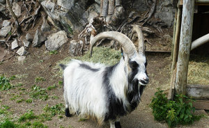 Kristiansand Zoo & Amusement Park - mountain goat (1)