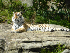 Kristiansand Zoo & Amusement Park - Siberian tiger (1)