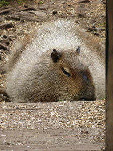 Kristiansand Zoo & Amusement Park Capybara