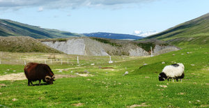 Fat sheep in Jökuldalur valley