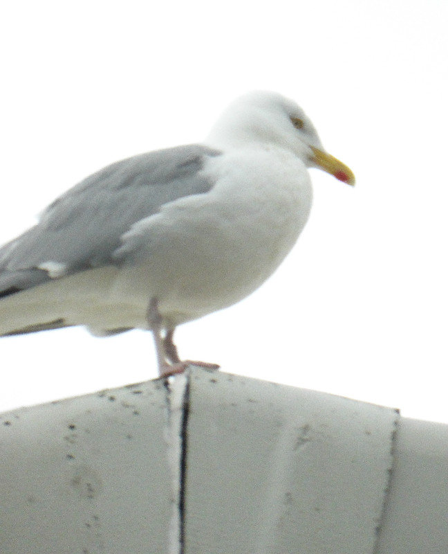 Birds in Leirvik (1)