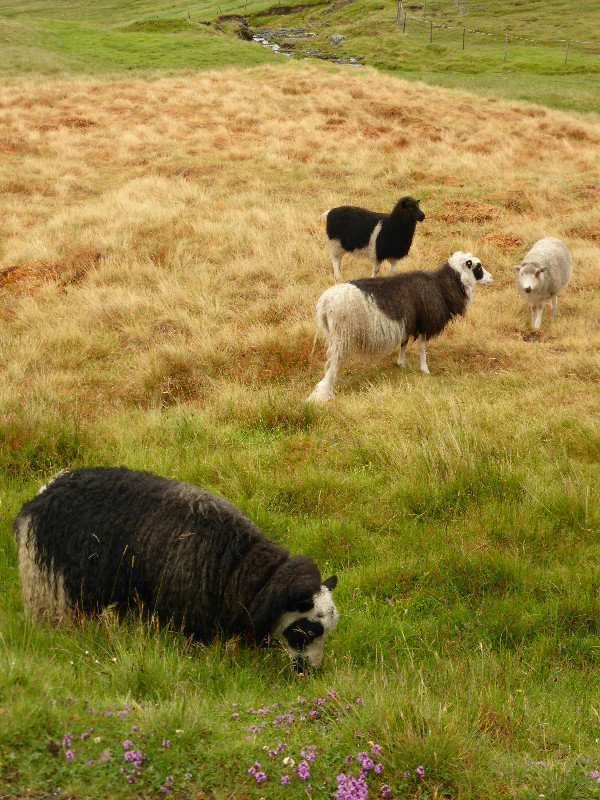 Sheep of Faroe Islands (2)