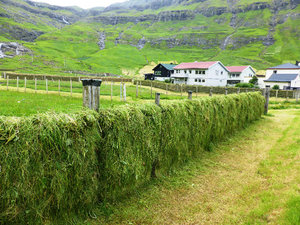 Tjornuvik showing how they dry their grass