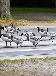 Geese stopping traffic when crossing the road in Stockholm (3)