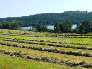 Rye Grass harvesting in Hoga Kusten Central Coast Sweden