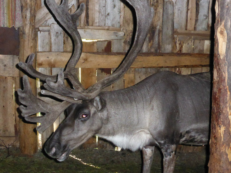 Tulvalahti Reindeer Farm 17 kms nth of Inari Lapland (19)