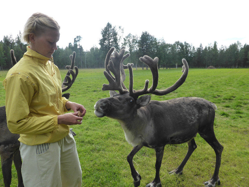 Tulvalahti Reindeer Farm 17 kms nth of Inari Lapland (42)