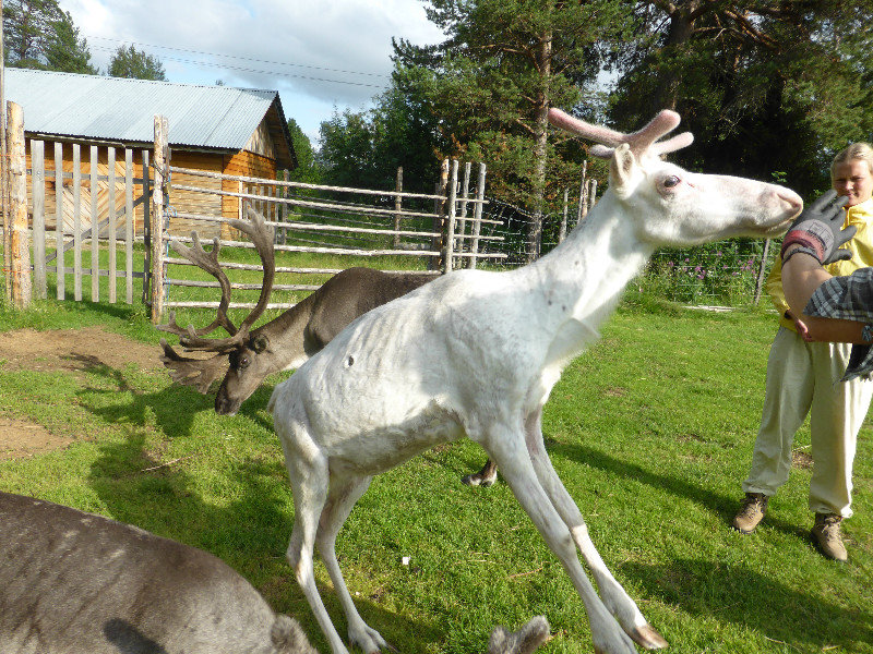 Tulvalahti Reindeer Farm 17 kms nth of Inari Lapland (49)