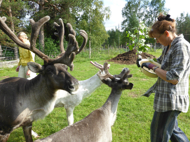 Tulvalahti Reindeer Farm 17 kms nth of Inari Lapland (50)