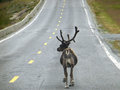 Reindeer do not care about cars in Hammerfest northern Norway (1)