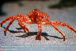 Polaria in Tromso Norway - King Crabs (2)