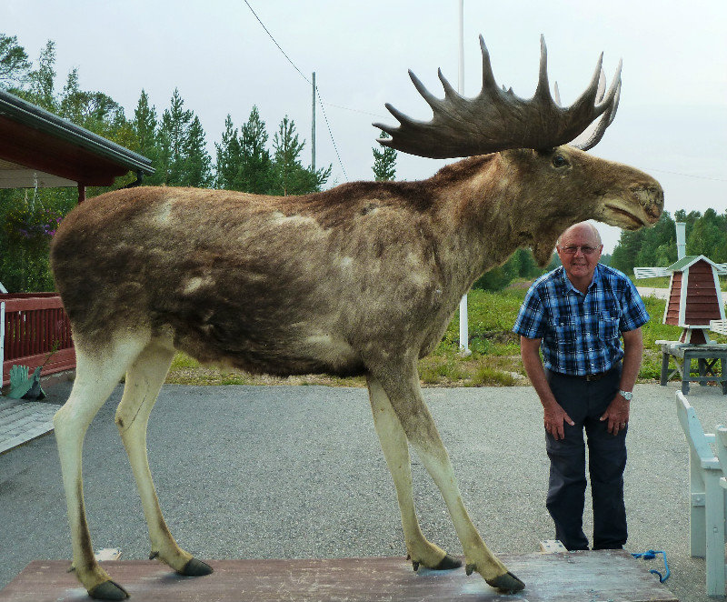 Tom with an elk at Kelottifarvi Finland 5 August