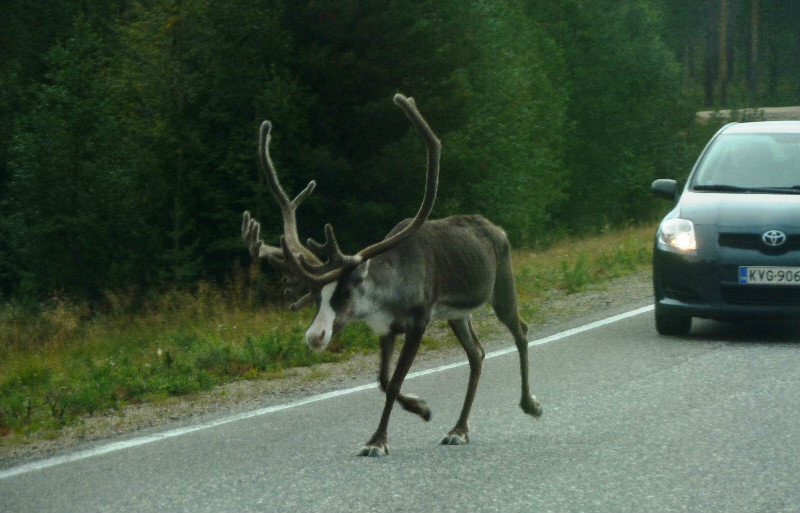 We saw many reindeer on roads in Finland 5 August