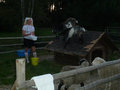 Little animal farm at our camp site in Liepaja Latvia (1)