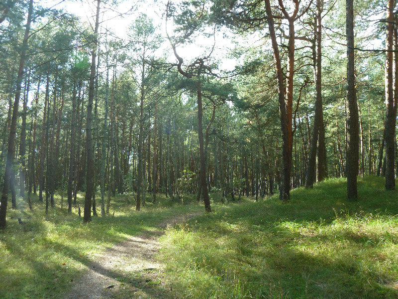 Curonian Spit - 100kms long one third in Lithuania and 2 thirds in Russia - forest on the edge of the big sand dune