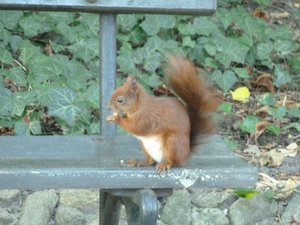 Warsaw Capital of Poland - squirrel in park