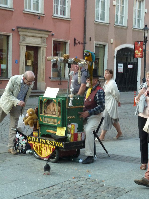 Gdansk in north Poland coast - music man with macaw