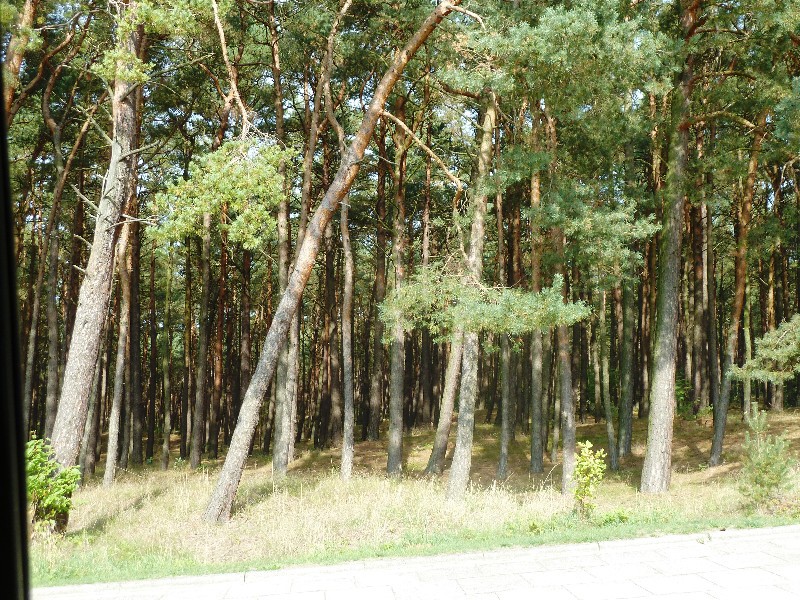Leba on north coast of Poland - forest next to the beach