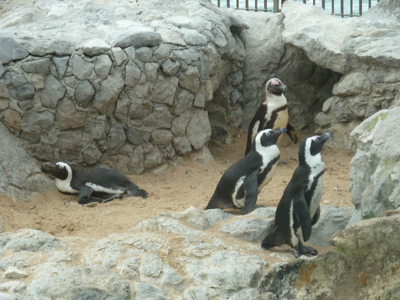Santander in northern Spain 8 October 2014 - penguins (1)