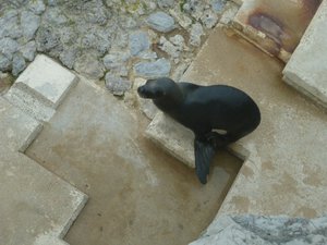 Santander in northern Spain 8 October 2014 seal enclosure (4)