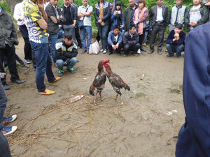 Cock fighting at Sister Meal Festival at Shindong a Miao people village in Miao and Dong Province southern China (185)