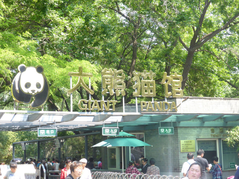 Pandas at the Beijing Zoo (1)