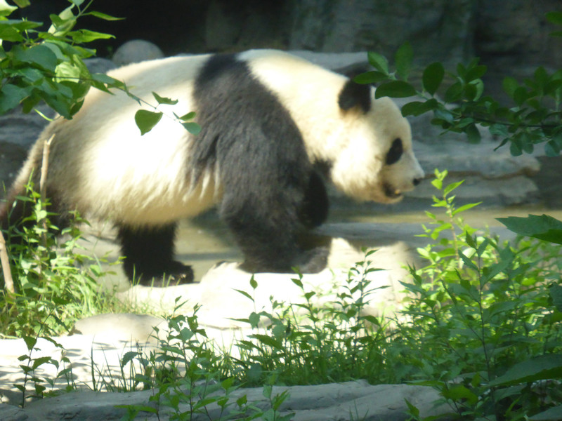 Pandas at the Beijing Zoo (5)