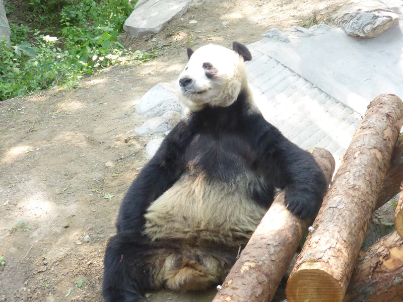 Pandas at the Beijing Zoo (6)
