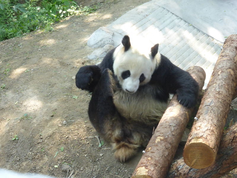 Pandas at the Beijing Zoo (7)