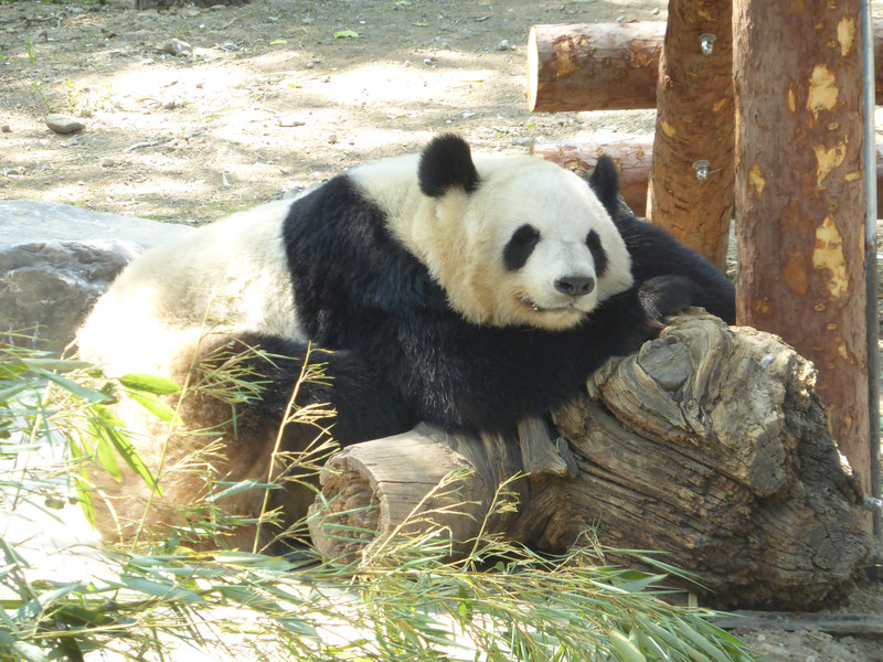 Pandas at the Beijing Zoo (8)