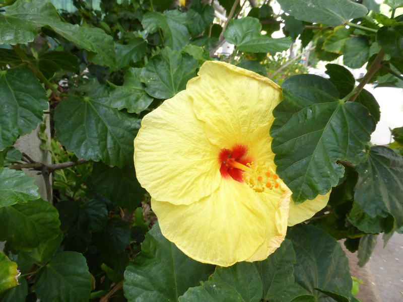 Hawaii national flower - yellow hibiscus