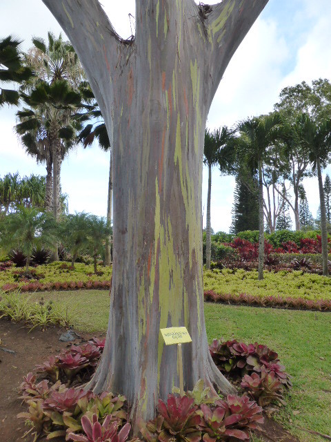 Dole Plantation - a local gum tree