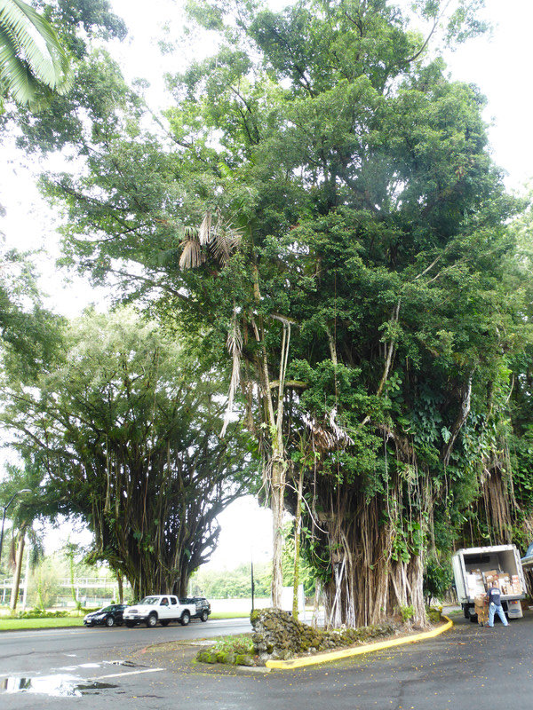 Banyan tree in Hilo on Big Island