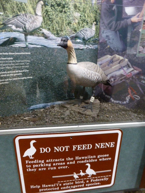 Endangered Nene ducks (2)