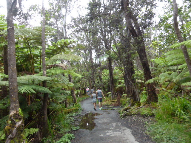 Rain forest around Thurston Lava Tube