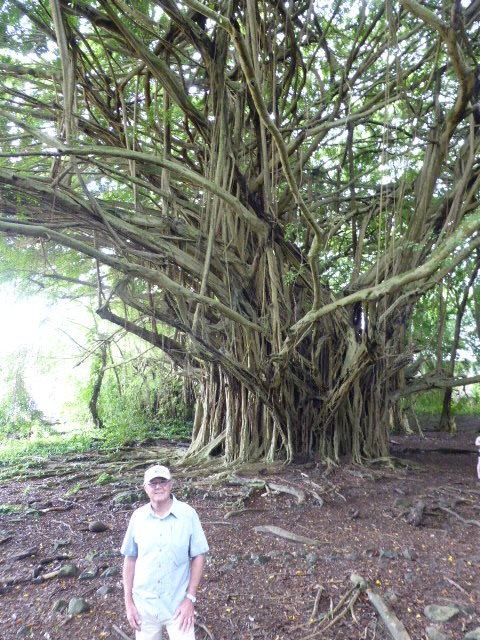 Tom in front of banyan tree