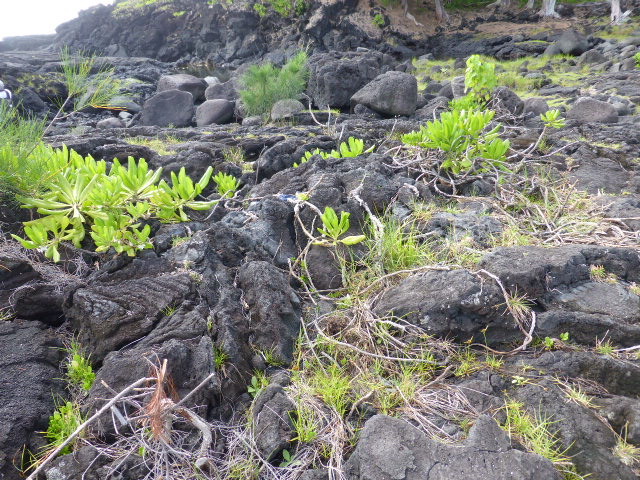 Unique black beaches in Hilo on Hawaii the Big Island (3)